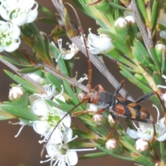 Aridaeus thoracicus (Tiger Longicorn Beetle) at Denman Prospect, ACT - 20 Dec 2019 by Harrisi