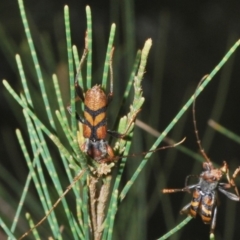 Aridaeus thoracicus at Molonglo River Reserve - 20 Dec 2019 07:00 PM