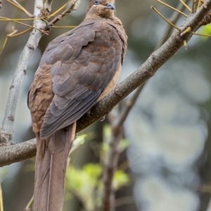 Macropygia phasianella at Penrose, NSW - 7 Oct 2019