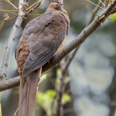 Macropygia phasianella (Brown Cuckoo-dove) at Penrose - 7 Oct 2019 by Aussiegall