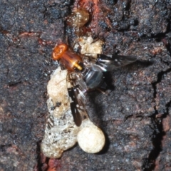 Acanthonevroides sp. (genus) (Fruit fly) at Molonglo River Reserve - 20 Dec 2019 by Harrisi