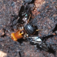 Acanthonevroides sp. (genus) at Molonglo River Reserve - 20 Dec 2019