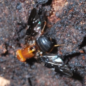 Acanthonevroides sp. (genus) at Molonglo River Reserve - 20 Dec 2019