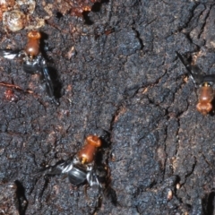 Acanthonevroides sp. (genus) at Molonglo River Reserve - 20 Dec 2019 06:57 PM