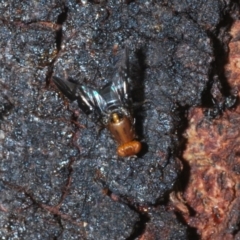 Acanthonevroides sp. (genus) at Molonglo River Reserve - 20 Dec 2019 06:57 PM