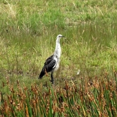 Ardea pacifica (White-necked Heron) at Wingecarribee Local Government Area - 26 Dec 2016 by JanHartog