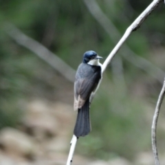 Myiagra inquieta (Restless Flycatcher) at Upper Nepean State Conservation Area - 22 Dec 2016 by JanHartog