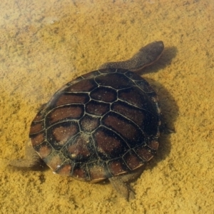 Chelodina longicollis at Alpine - 22 Nov 2017 07:29 AM