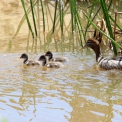 Chenonetta jubata (Australian Wood Duck) at Wingecarribee Local Government Area - 25 Oct 2018 by JanHartog