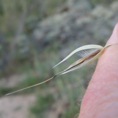 Avena barbata (Bearded Oat) at Tennent, ACT - 11 Nov 2019 by michaelb