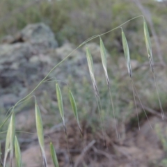 Avena barbata at Tennent, ACT - 11 Nov 2019