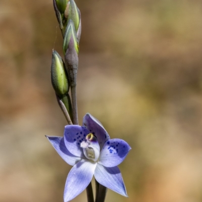 Thelymitra simulata (Graceful Sun-orchid) at Wingecarribee Local Government Area - 24 Oct 2019 by Aussiegall