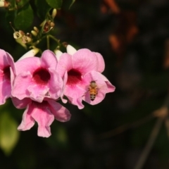 Apis mellifera at Calwell, ACT - 18 Dec 2019