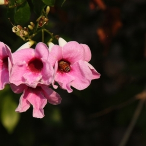 Apis mellifera at Calwell, ACT - 18 Dec 2019