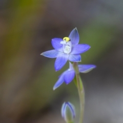 Thelymitra nuda (Scented Sun Orchid) at Wingecarribee Local Government Area - 30 Oct 2019 by Aussiegall