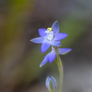 Thelymitra nuda at Penrose, NSW - suppressed