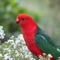 Alisterus scapularis (Australian King-Parrot) at Wingecarribee Local Government Area - 7 Oct 2019 by Aussiegall