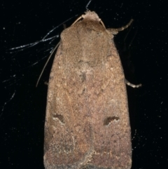 Proteuxoa hypochalchis (Black-bar Noctuid) at Ainslie, ACT - 19 Dec 2019 by jb2602