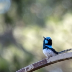Malurus cyaneus (Superb Fairywren) at Wingecarribee Local Government Area - 29 Oct 2019 by Aussiegall