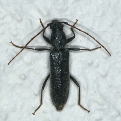 Callidiopis scutellaris (A Longhorn Beetle) at Ainslie, ACT - 19 Dec 2019 by jbromilow50