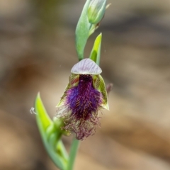 Calochilus platychilus (Purple Beard Orchid) at Penrose, NSW - 30 Oct 2019 by Aussiegall