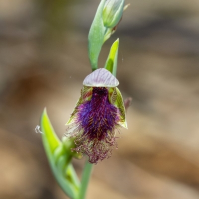 Calochilus platychilus (Purple Beard Orchid) at Wingecarribee Local Government Area - 30 Oct 2019 by Aussiegall