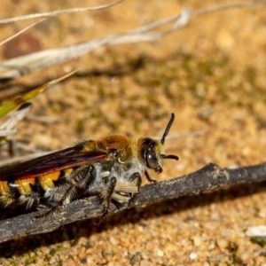 Radumeris tasmaniensis at Penrose - 1 Sep 2019