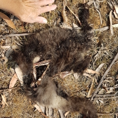 Petauroides volans (Southern Greater Glider) at Penrose, NSW - 8 Dec 2019 by Aussiegall