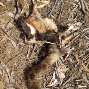 Petauroides volans at Penrose, NSW - 8 Dec 2019 05:22 PM