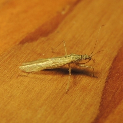 Nabis sp. (genus) (Damsel bug) at Conder, ACT - 23 Oct 2019 by michaelb