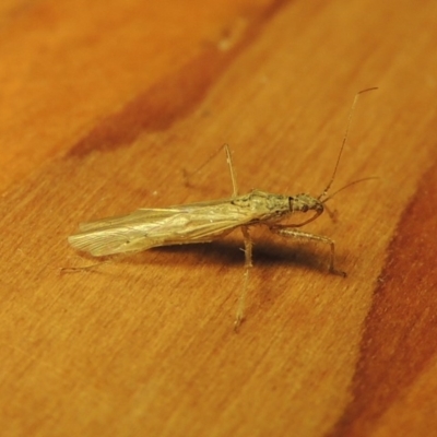 Nabis sp. (genus) (Damsel bug) at Pollinator-friendly garden Conder - 23 Oct 2019 by michaelb