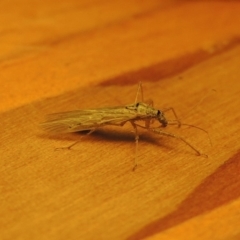 Nabis sp. (genus) at Conder, ACT - 24 Oct 2019 02:29 AM