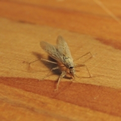 Nabis sp. (genus) at Conder, ACT - 24 Oct 2019