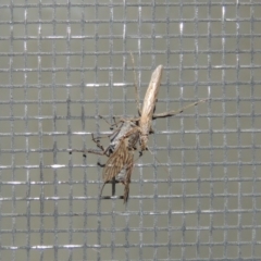 Nabis sp. (genus) at Conder, ACT - 24 Oct 2019 02:29 AM