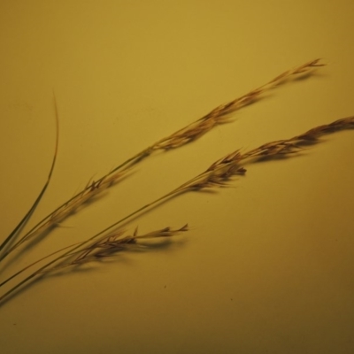 Nassella neesiana (Chilean Needlegrass) at Point Hut Pond - 8 Dec 2019 by michaelb