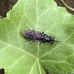 Hermetia illucens at Aranda, ACT - 20 Dec 2019 04:11 PM