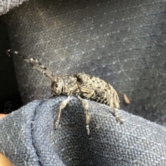 Ancita sp. (genus) (Longicorn or longhorn beetle) at Hackett, ACT - 21 Dec 2019 by Jubeyjubes