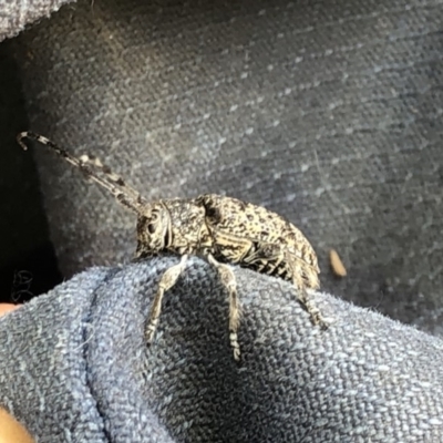 Ancita sp. (genus) (Longicorn or longhorn beetle) at Hackett, ACT - 21 Dec 2019 by Jubeyjubes