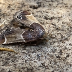 Pyralis farinalis (Meal Moth) at Aranda, ACT - 21 Dec 2019 by Jubeyjubes