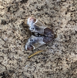 Pyralis farinalis at Aranda, ACT - 21 Dec 2019 10:25 AM