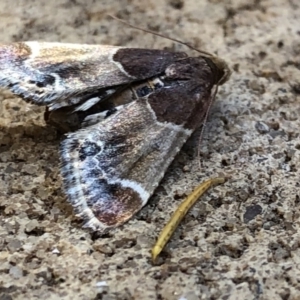 Pyralis farinalis at Aranda, ACT - 21 Dec 2019 10:25 AM