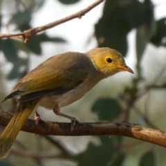 Ptilotula penicillata (White-plumed Honeyeater) at Googong, NSW - 20 Dec 2019 by Wandiyali