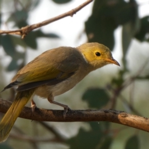 Ptilotula penicillata at Googong, NSW - 21 Dec 2019