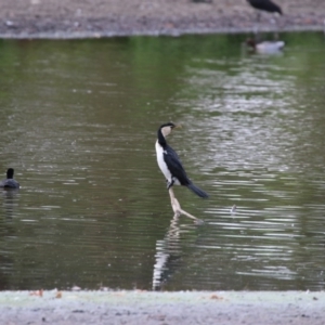 Microcarbo melanoleucos at Giralang, ACT - 15 Dec 2019