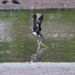 Microcarbo melanoleucos at Giralang, ACT - 15 Dec 2019