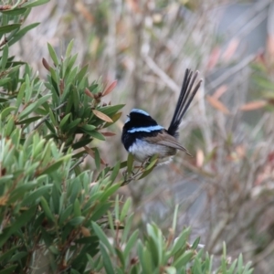 Malurus cyaneus at Giralang, ACT - 15 Dec 2019 05:02 PM