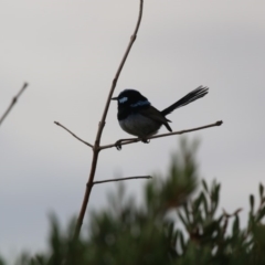 Malurus cyaneus at Giralang, ACT - 15 Dec 2019 05:02 PM