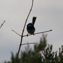 Malurus cyaneus at Giralang, ACT - 15 Dec 2019 05:02 PM