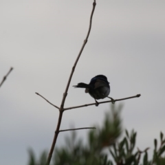 Malurus cyaneus at Giralang, ACT - 15 Dec 2019