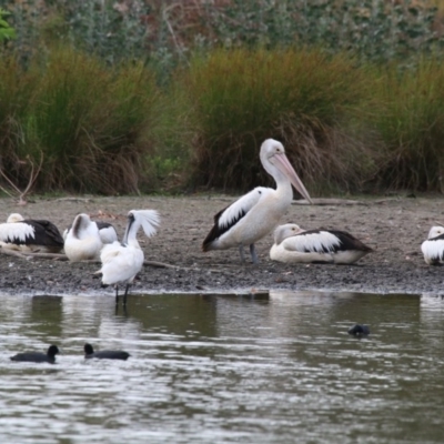 Pelecanus conspicillatus (Australian Pelican) at Lake Ginninderra - 15 Dec 2019 by NinaMc